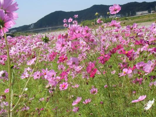 市ノ瀬小学校の校庭に咲くコスモス